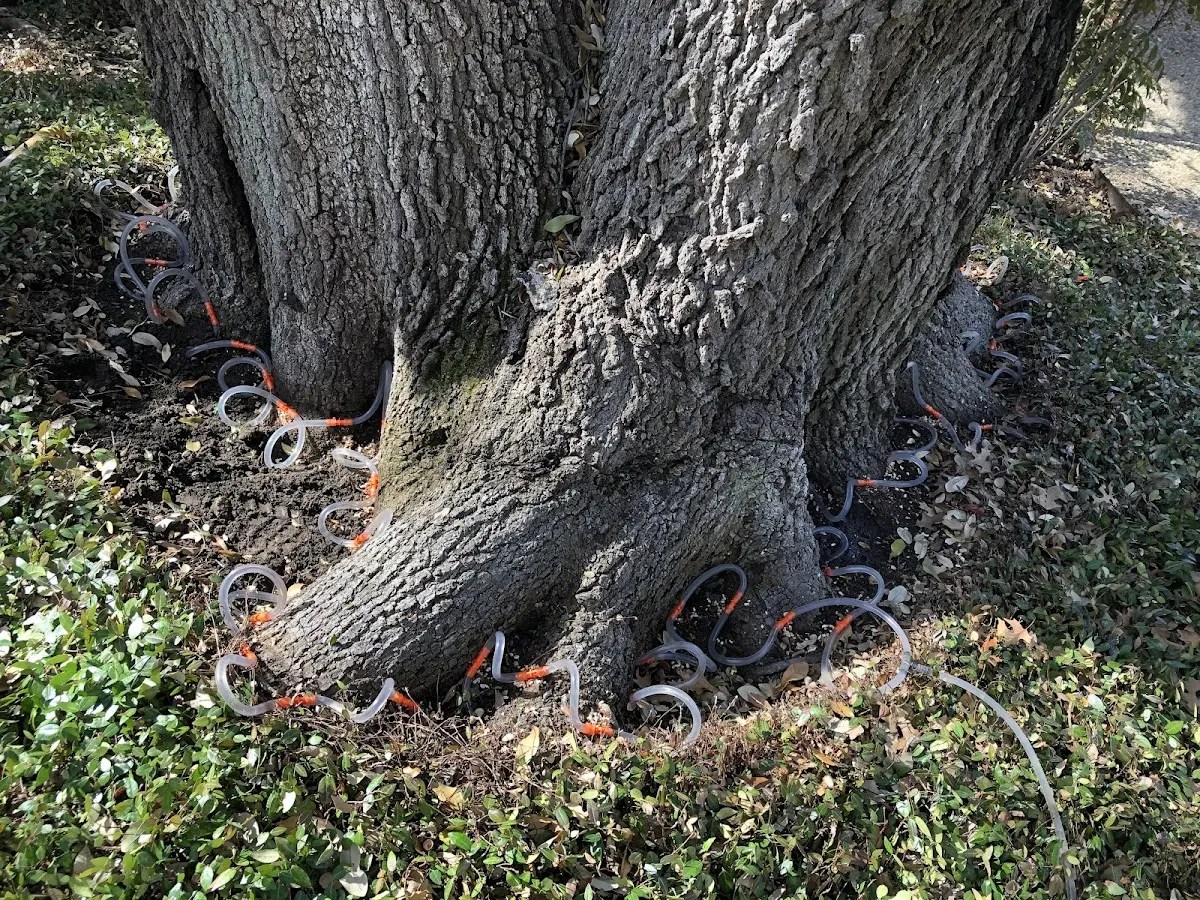Detailed Tree Cabling and Bracing job site in Neshanic Station