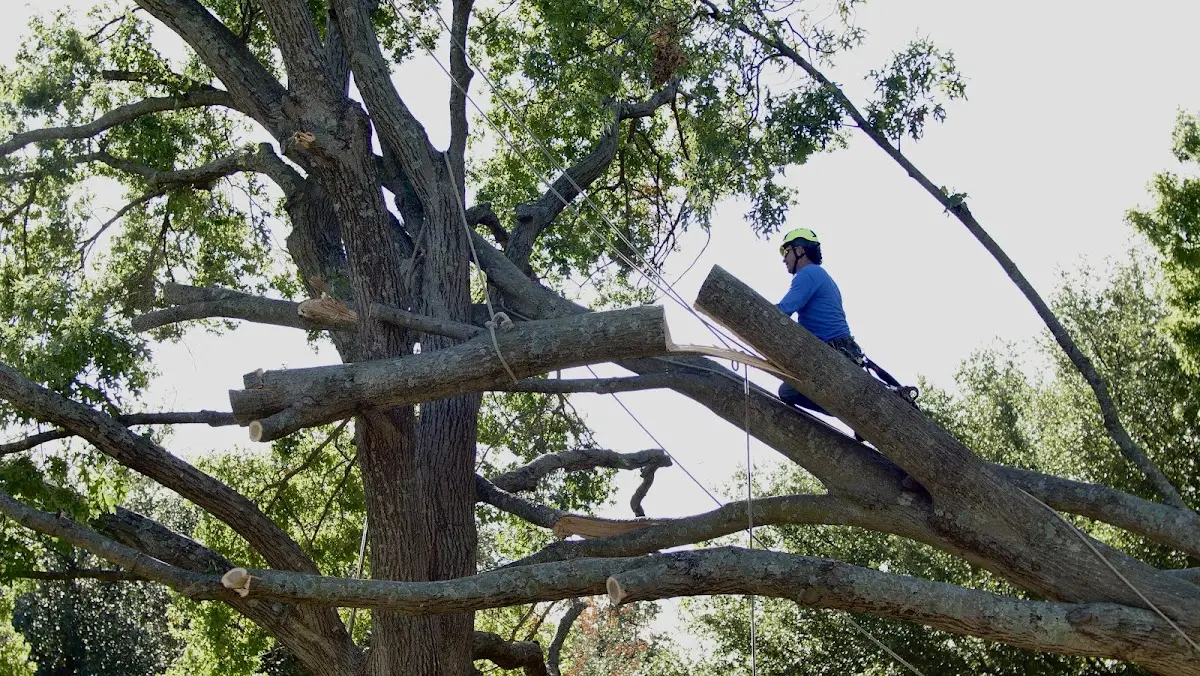 Professional Crown Thinning performed by certified arborists in Neshanic Station