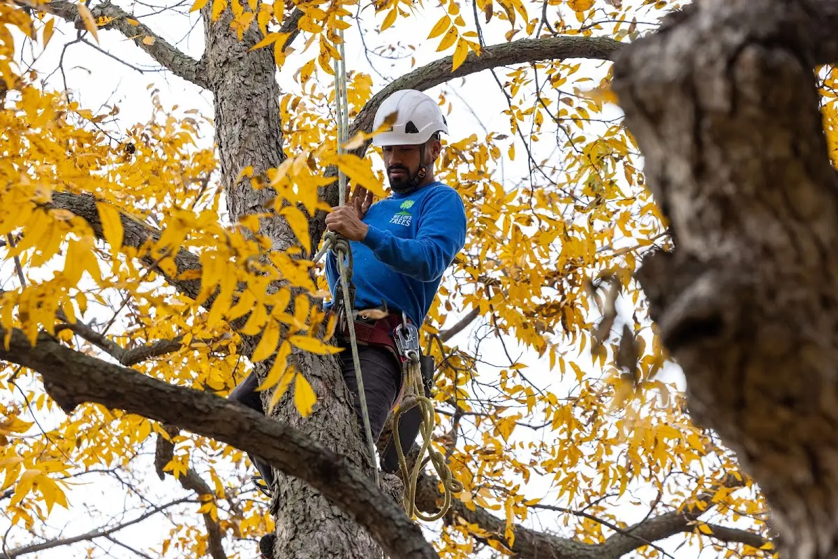 Skilled Tree Pruning crew working in Neshanic Station