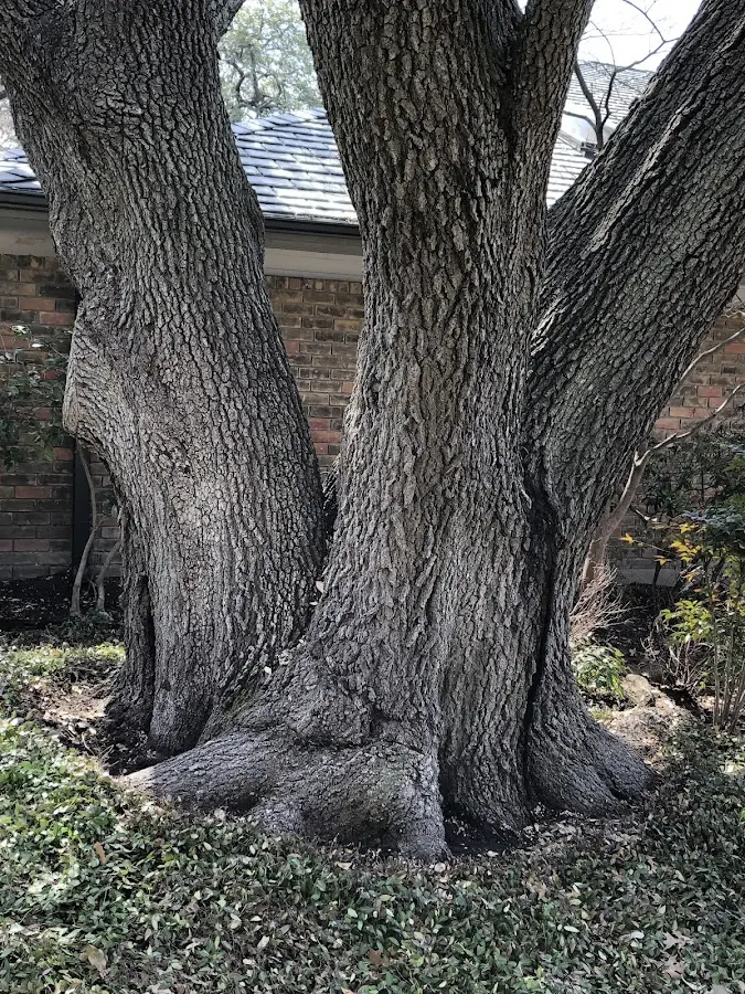 Mature heritage tree close to a Neshanic Station property cared for by certified arborists
